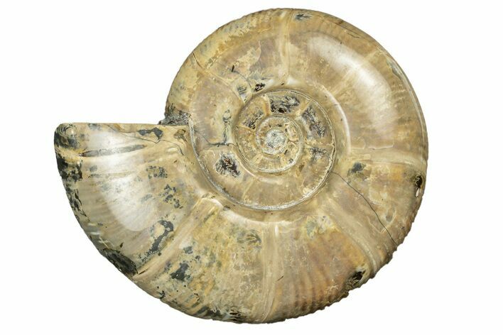 Polished Ammonite (Eotetragonites) Fossil - Madagascar #252784